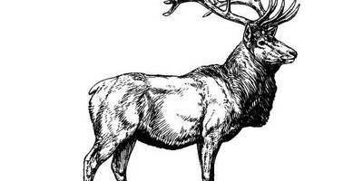 Животные 367