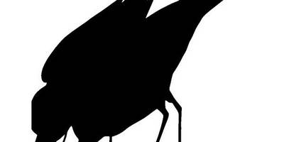 Животные 3442