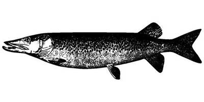 Животные 3996