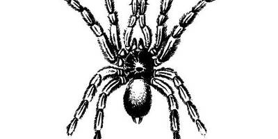 Животные 2871