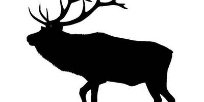 Животные 717