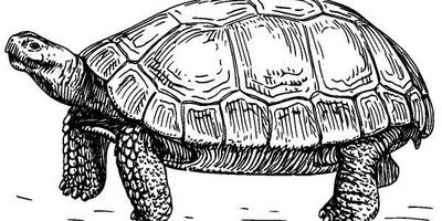 Животные 1139