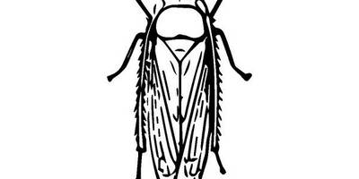 Животные 2454