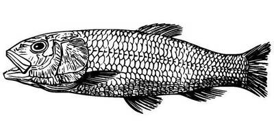 Животные 996