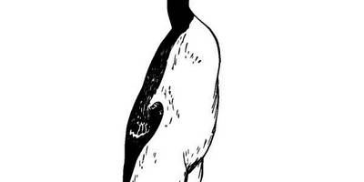 Животные 1263