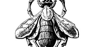 Животные 2729