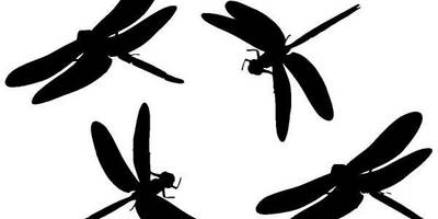 Животные 1113