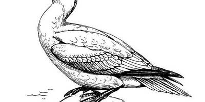 Животные 3790