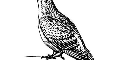 Животные 328