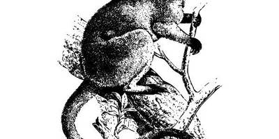 Животные 2563