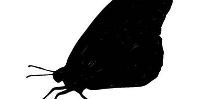 Животные 1338