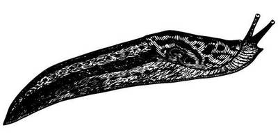 Животные 1260