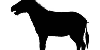 Животные 387