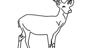 Животные 133