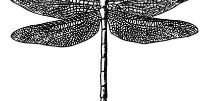 Животные 889