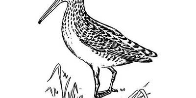 Животные 1121