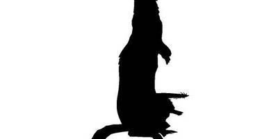 Животные 439