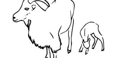 Животные 764