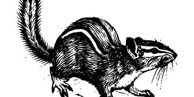 Животные 342