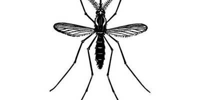 Животные 1303