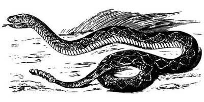 Животные 3839