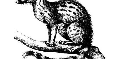 Животные 919