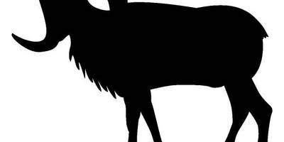 Животные 398