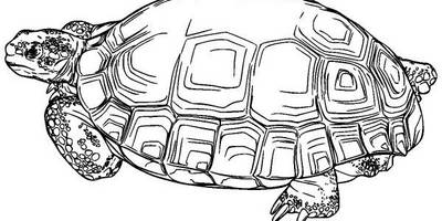 Животные 3581