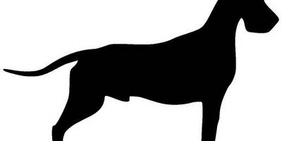 Животные 3119