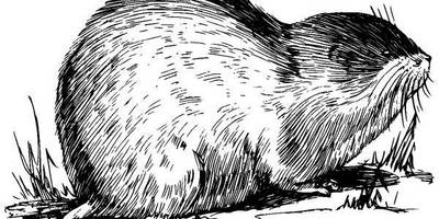 Животные 526