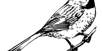 Животные 333