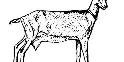 Животные 1152