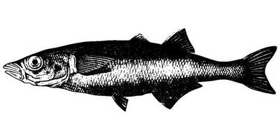 Животные 2657