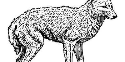 Животные 520