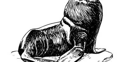 Животные 906