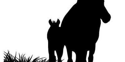 Животные 1495