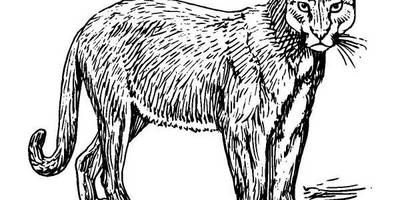 Животные 555