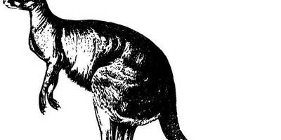 Животные 2662