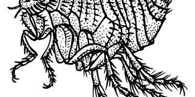 Животные 3785