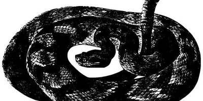 Животные 2786