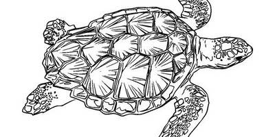 Животные 3580