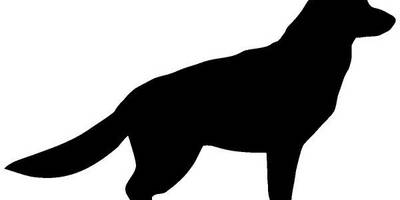 Животные 3123