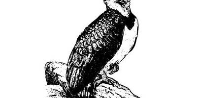 Животные 2577