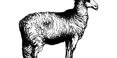 Животные 2917