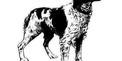 Животные 304