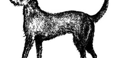 Животные 2891