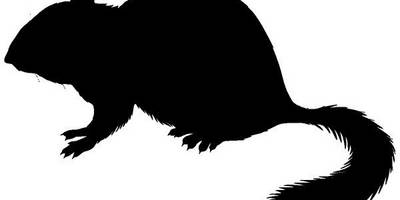 Животные 697