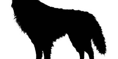 Животные 763