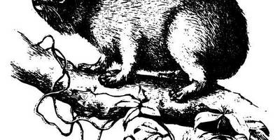 Животные 937