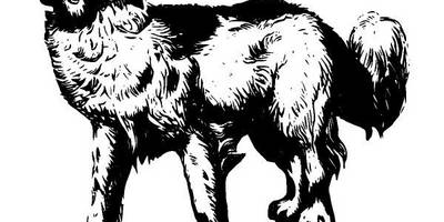 Животные 2838